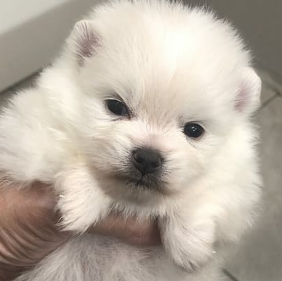 Meet your Posher, Sidney - Picture 10 of 12